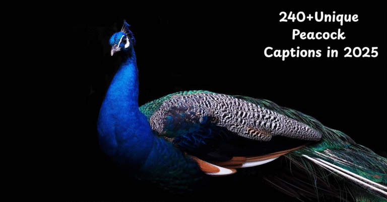 Peacock Captions